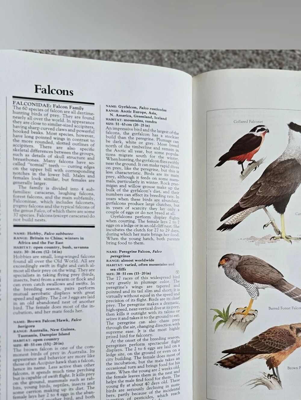 N/A macmillan illustrated
